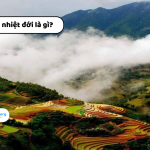 Khí hậu nhiệt đới là gì? Hiểu rõ đặc trưng và phân loại khí hậu nóng bỏng của Trái Đất
